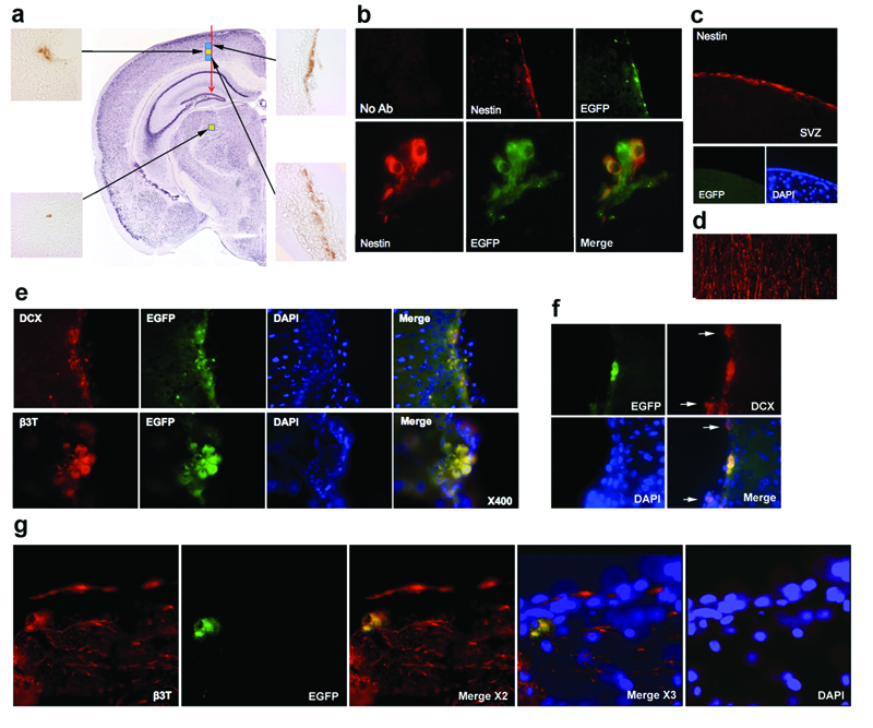 Endogenously Egfp Labeled Mouse Embryonic Stem Cells