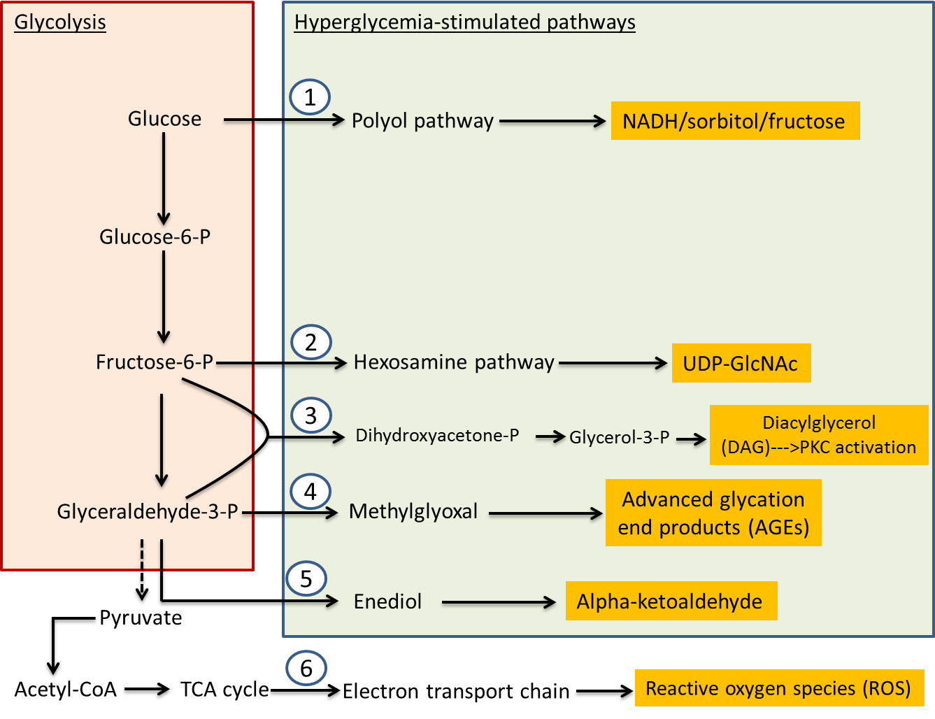 sorbitol pathway