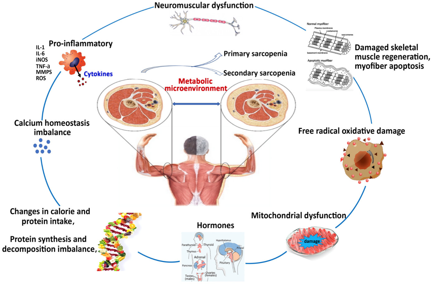 Ak jain physiology pdf google drive