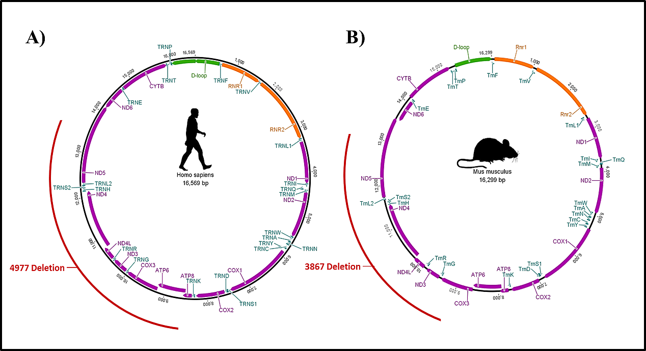 Mitochondrial DNA Damage Patterns And Aging: Revising The Evidences For ...