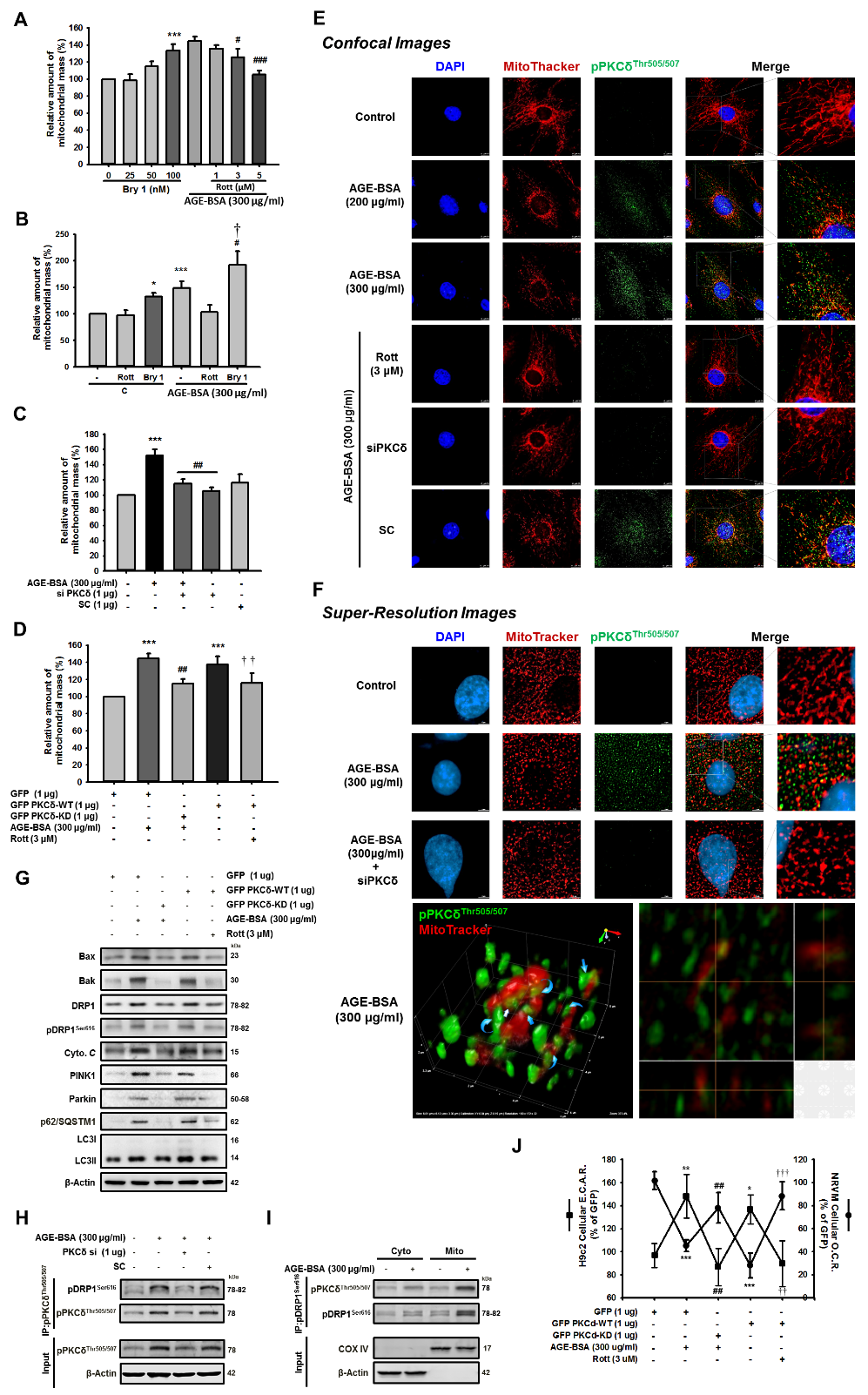 Pkcd Activation Is Involved In Ros Mediated Mitochondrial Dysfunction And Apoptosis In Cardiomyocytes Exposed To Advanced Glycation End Products Ages