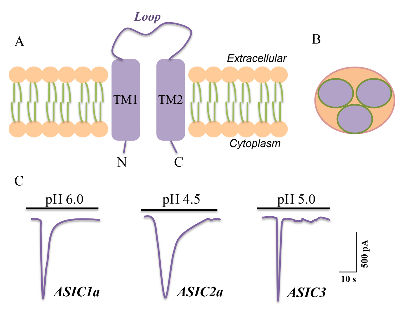 Novel Insights Into Acid-Sensing Ion Channels: Implications For ...