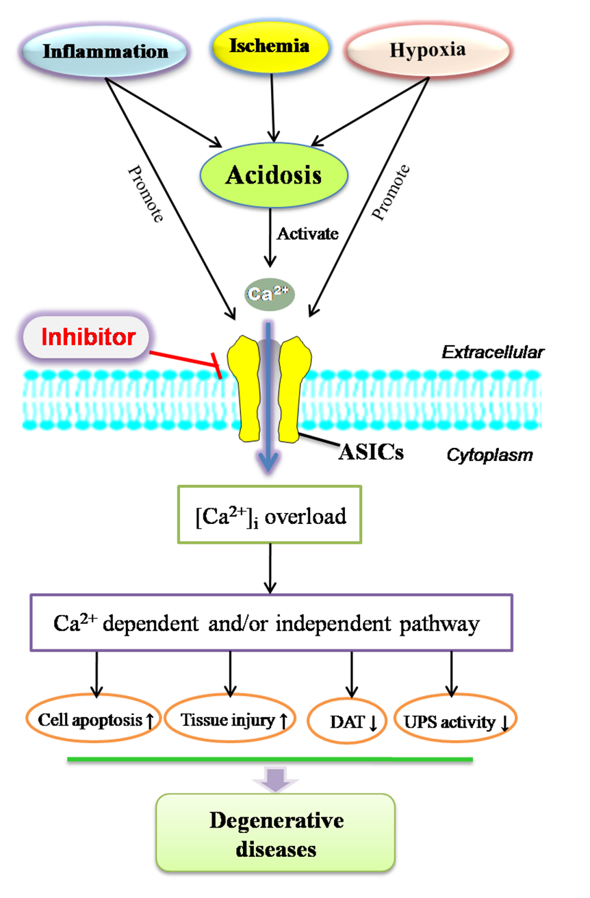 Novel Insights Into Acid-Sensing Ion Channels: Implications For ...