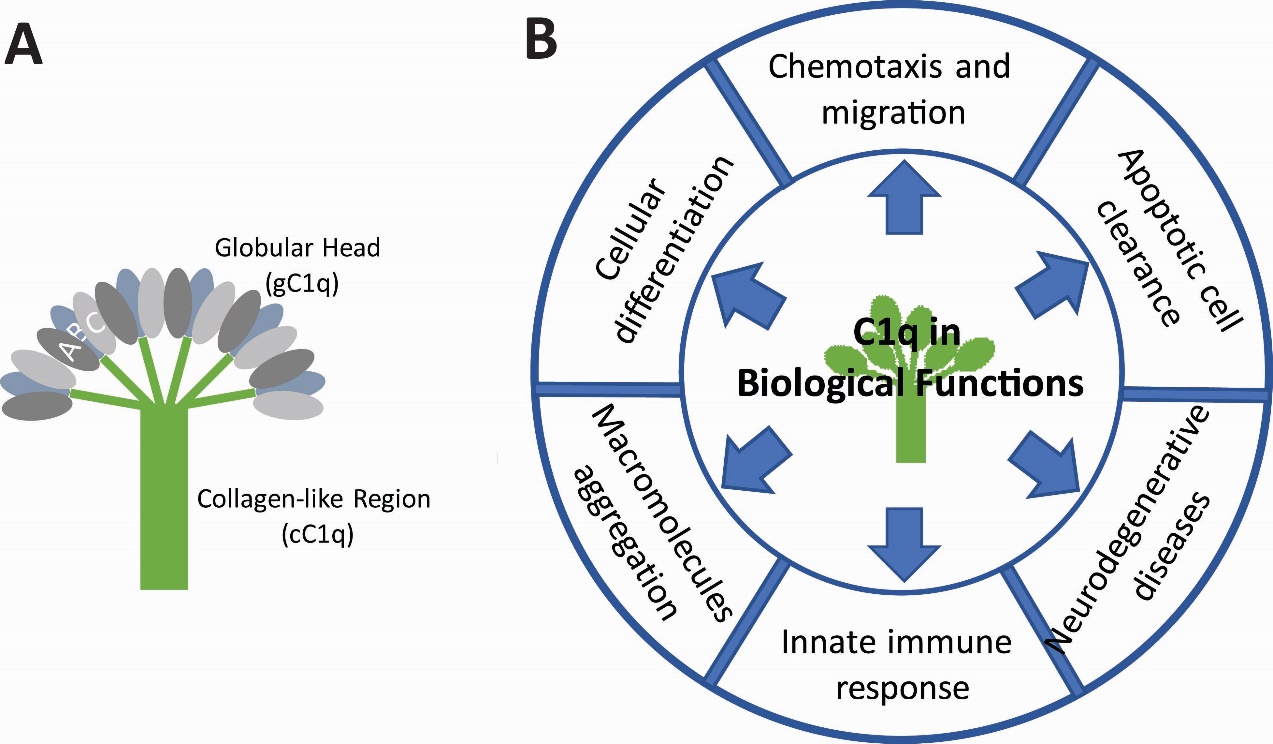 emerging-roles-of-complement-protein-c1q-in-neurodegeneration