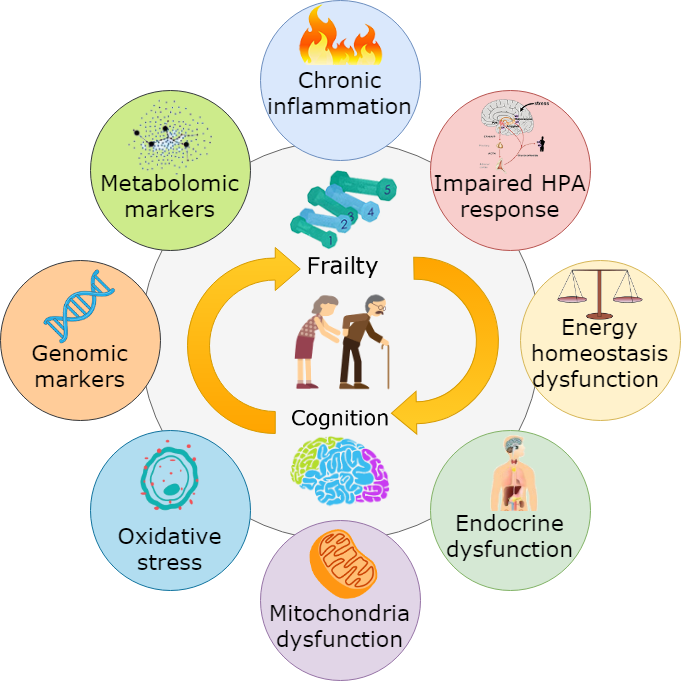 Understanding The Physiological Links Between Physical Frailty And