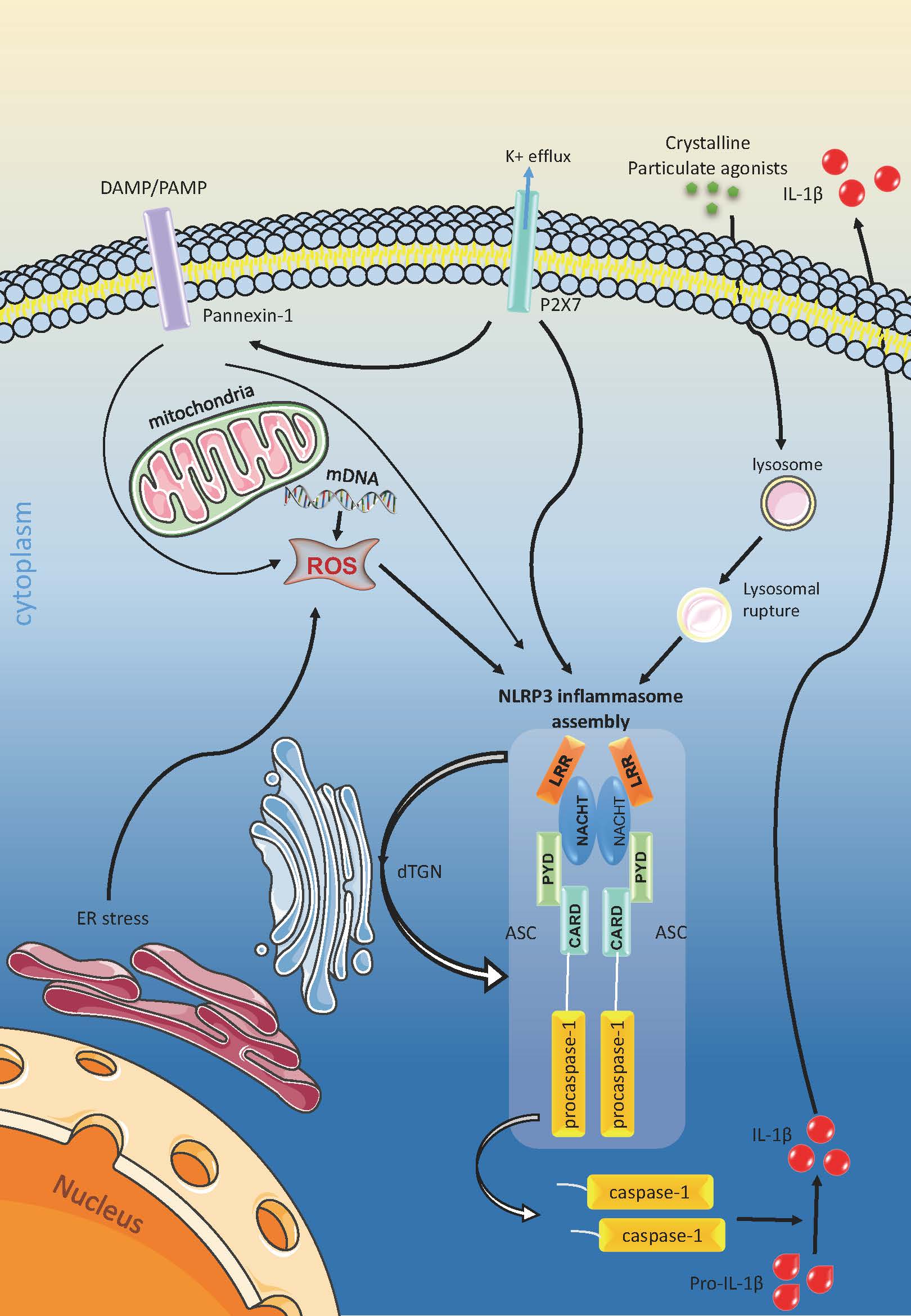 Targeting NLRP3 Inflammasome In The Treatment Of Diabetes And Diabetic ...