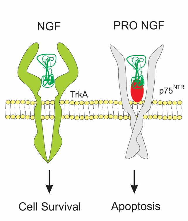 The involvement of BDNF, NGF and GDNF in aging and Alzheimer's disease