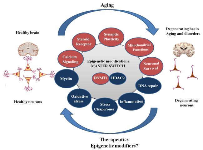Menin protein protects against aging and cognitive decline
