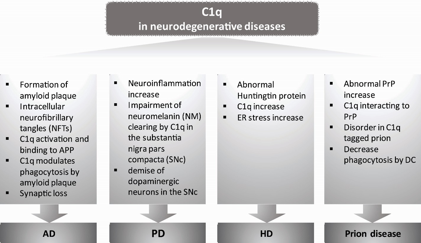 Frontiers  C1q and central nervous system disorders