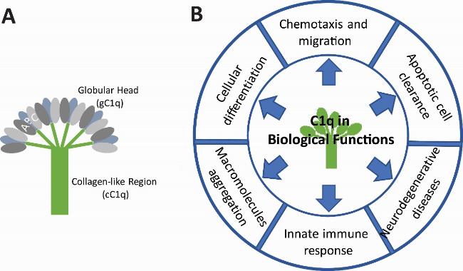 The Classical Complement Cascade Mediates CNS Synapse Elimination