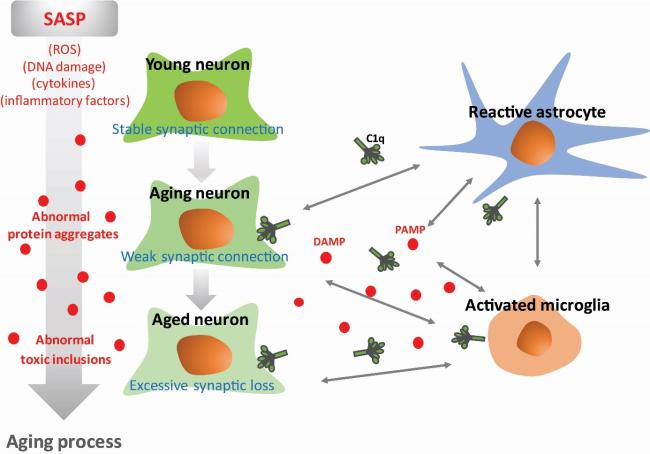 The Classical Complement Cascade Mediates CNS Synapse Elimination