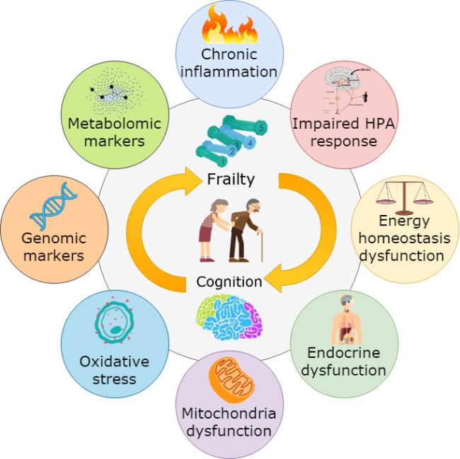 Understanding the Physiological Links Between Physical Frailty and Cognitive  Decline