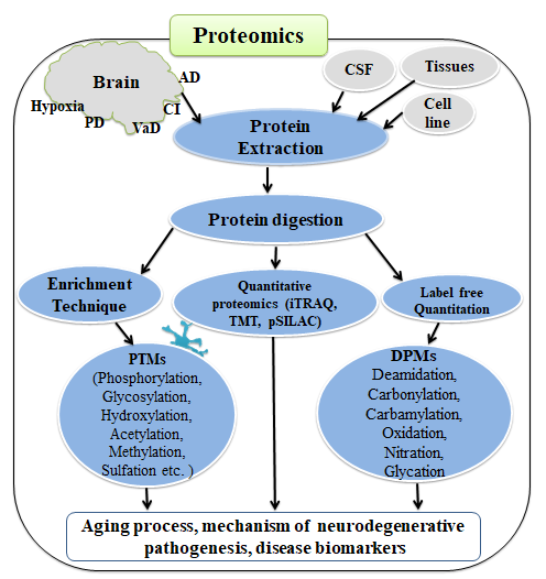 Frontiers  Impact of High-Altitude Hypoxia on Bone Defect Repair