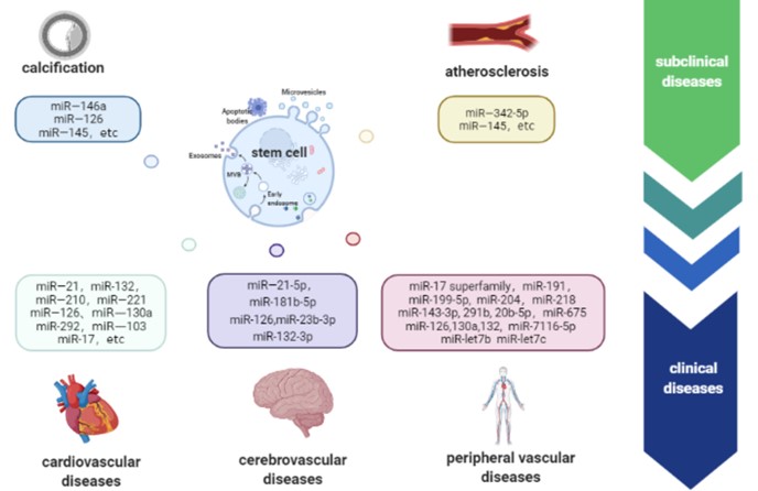 miR-130a and Tgfβ Content in Extracellular Vesicles Derived from