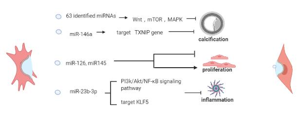 miR-130a and Tgfβ Content in Extracellular Vesicles Derived from