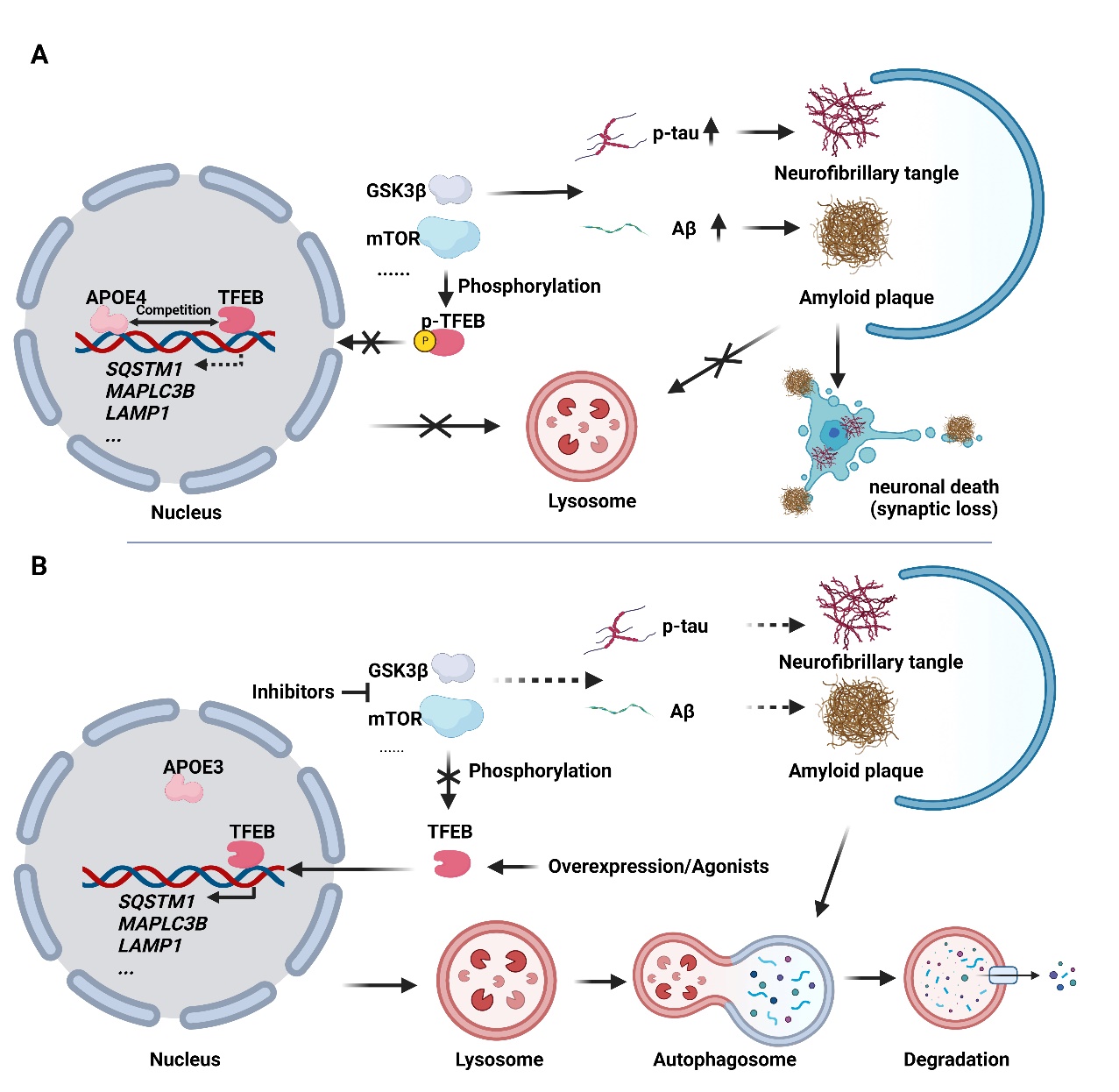 Construction of Niemann Pick Disease Type C1 HEK293 Cell Model