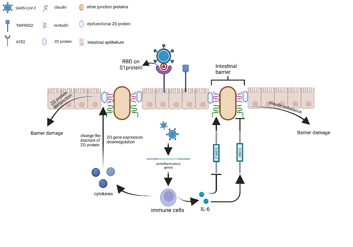 Single-dose therapeutic interfering particle lowers SARS-CoV-2 pathogenesis  and shedding among hamsters