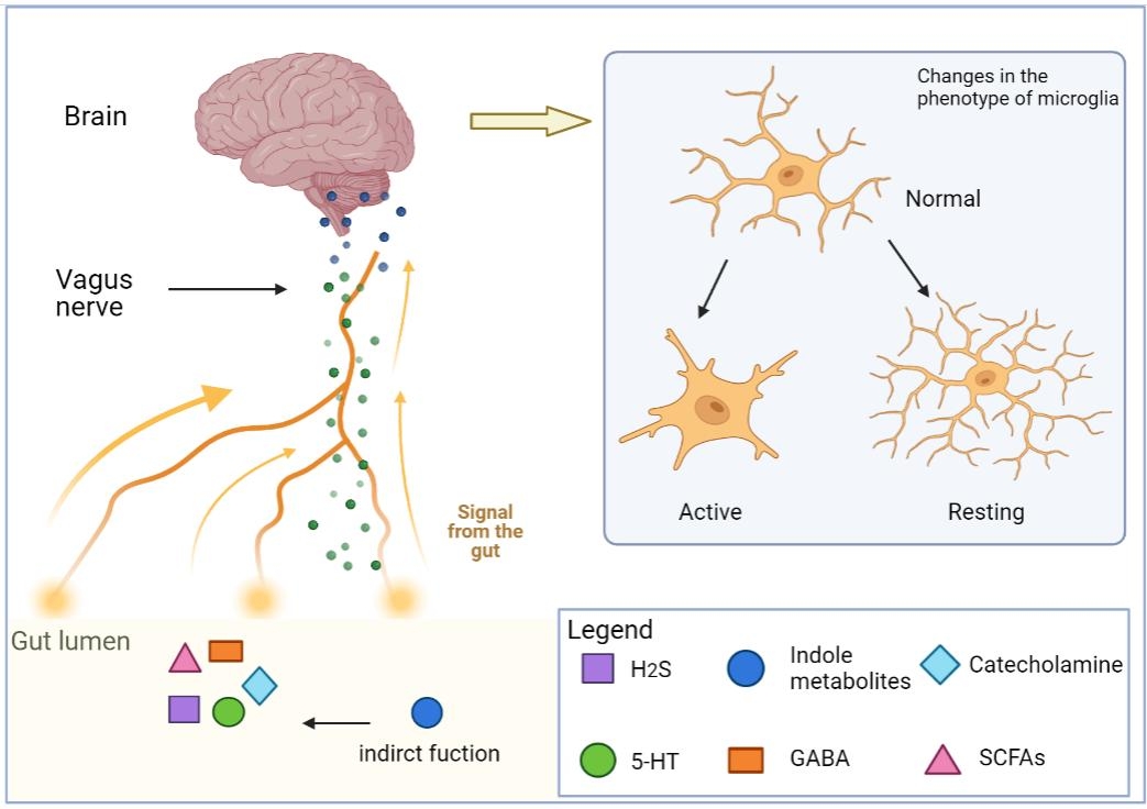 Gut Metabolites Acting on the Gut-Brain Axis: Regulating the Functional  State of Microglia