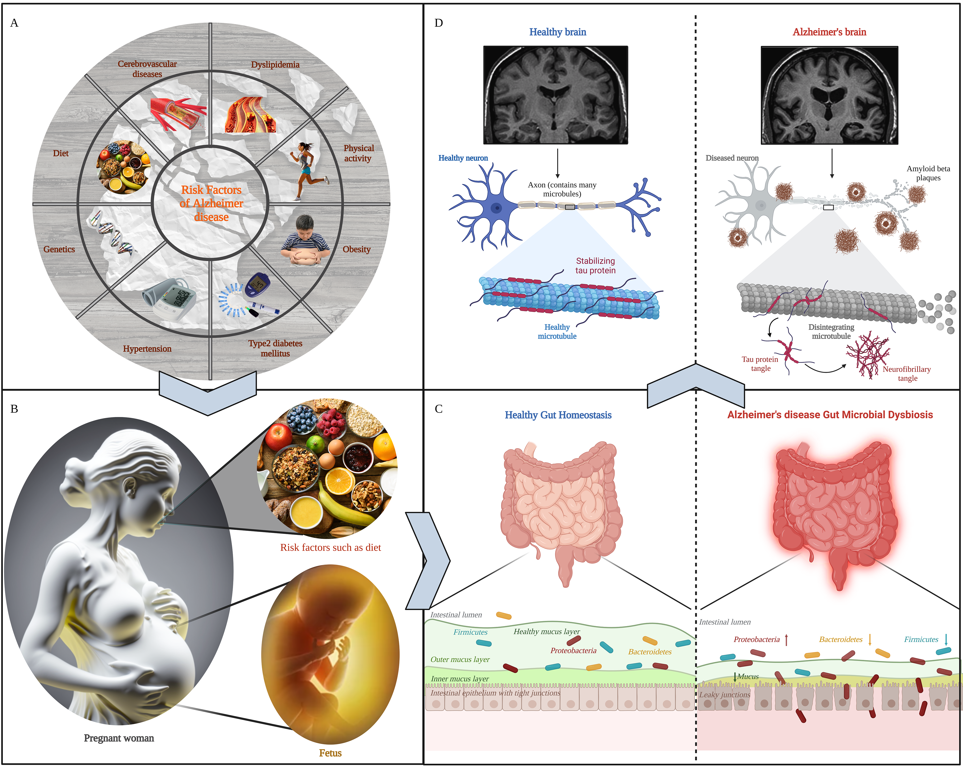 Indigenous Bacteria from the Gut Microbiota Regulate Host Serotonin  Biosynthesis: Cell