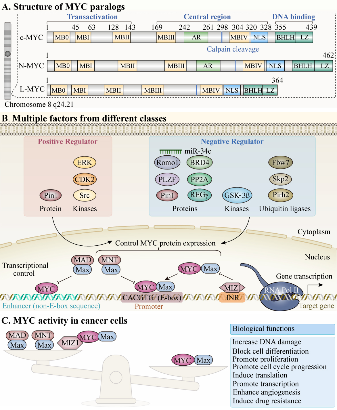 MYC Oncogene: A Druggable Target for Treating Cancers with Natural 