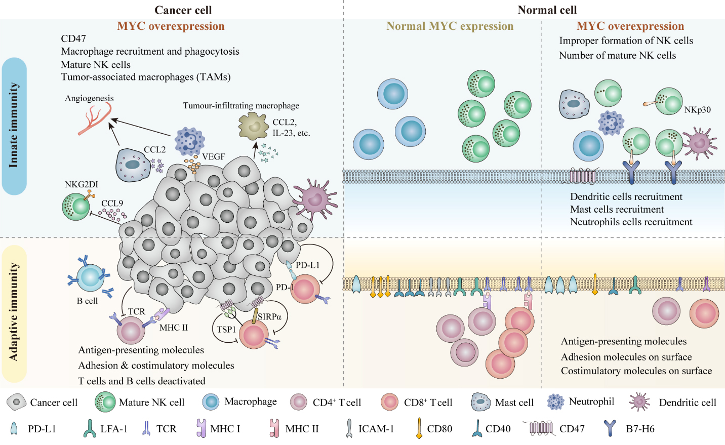 MYC Oncogene: A Druggable Target for Treating Cancers with Natural 