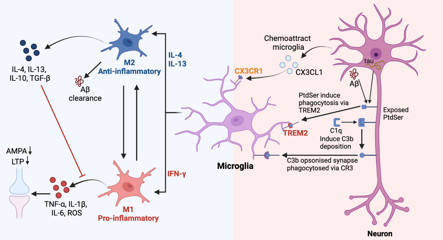 The Role of Glial Cells in Synaptic Dysfunction: Insights into 