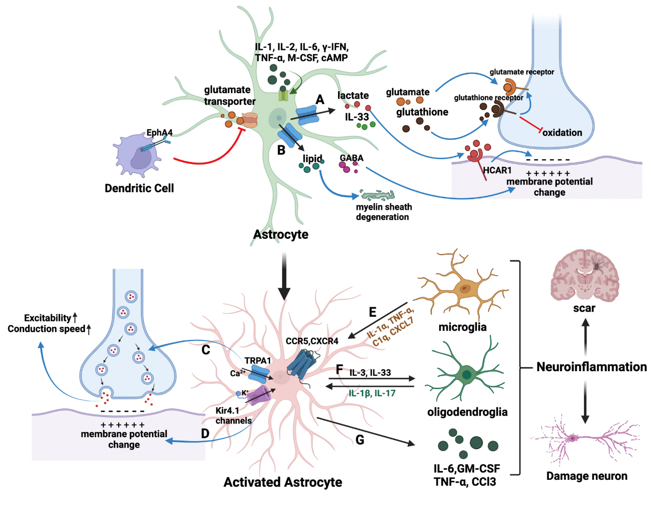 Excitability of the Soma in Central Nervous System Neurons - ScienceDirect