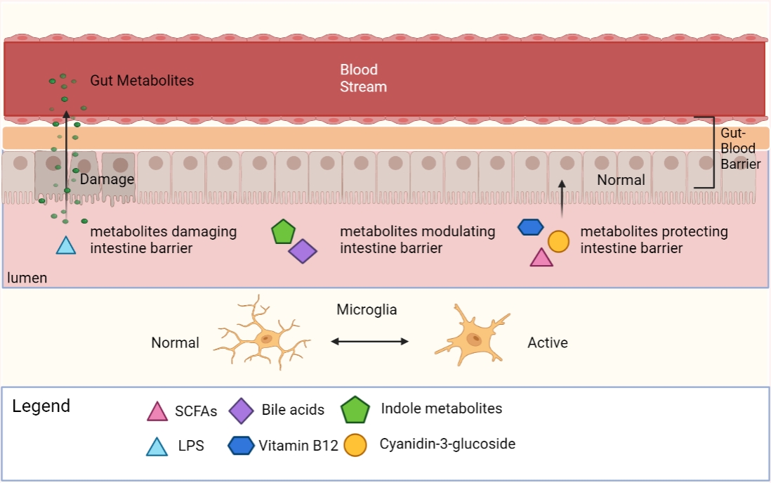 Gut Metabolites Acting on the Gut-Brain Axis: Regulating the 
