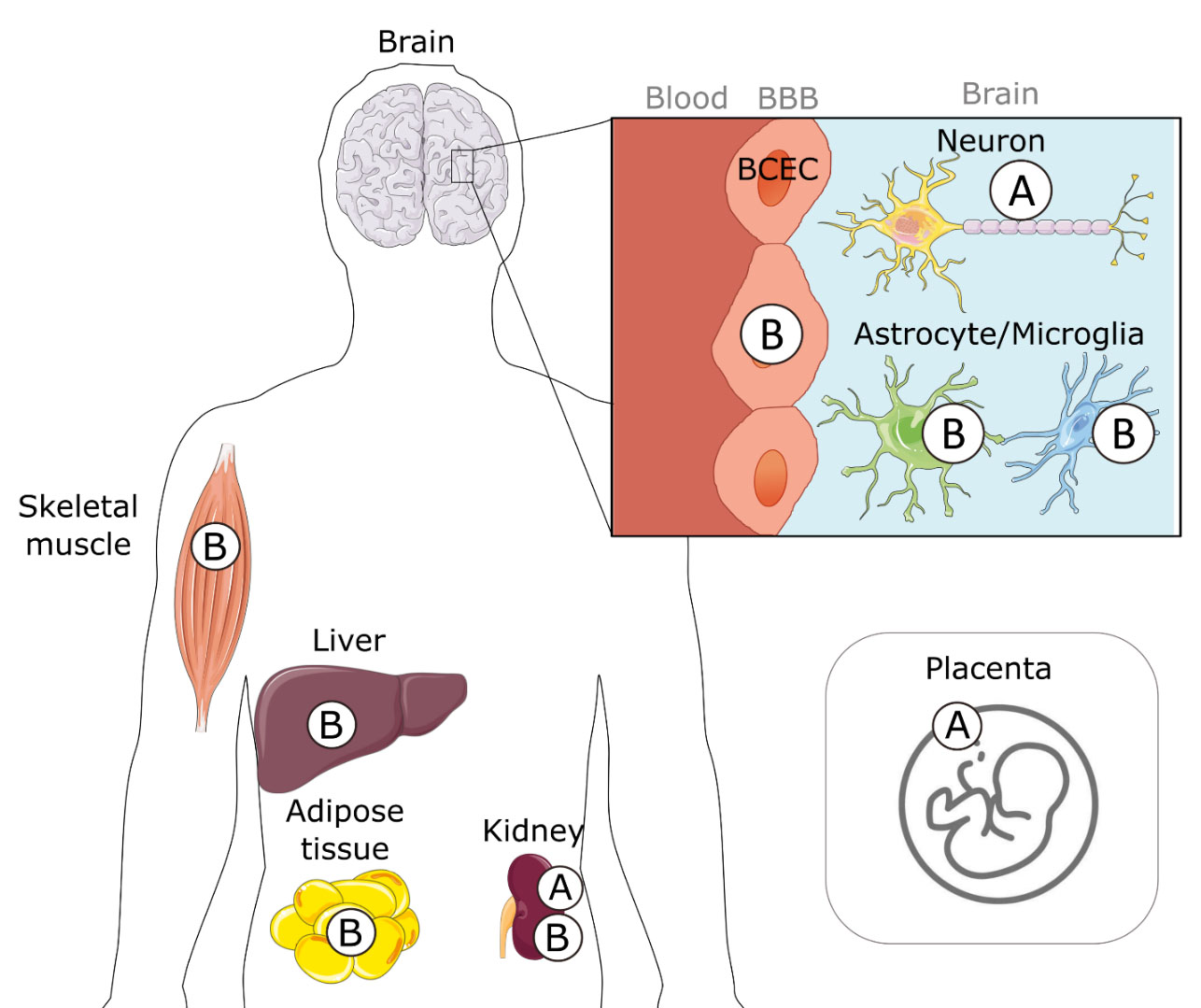 State of the Science on Brain Insulin Resistance and Cognitive ...