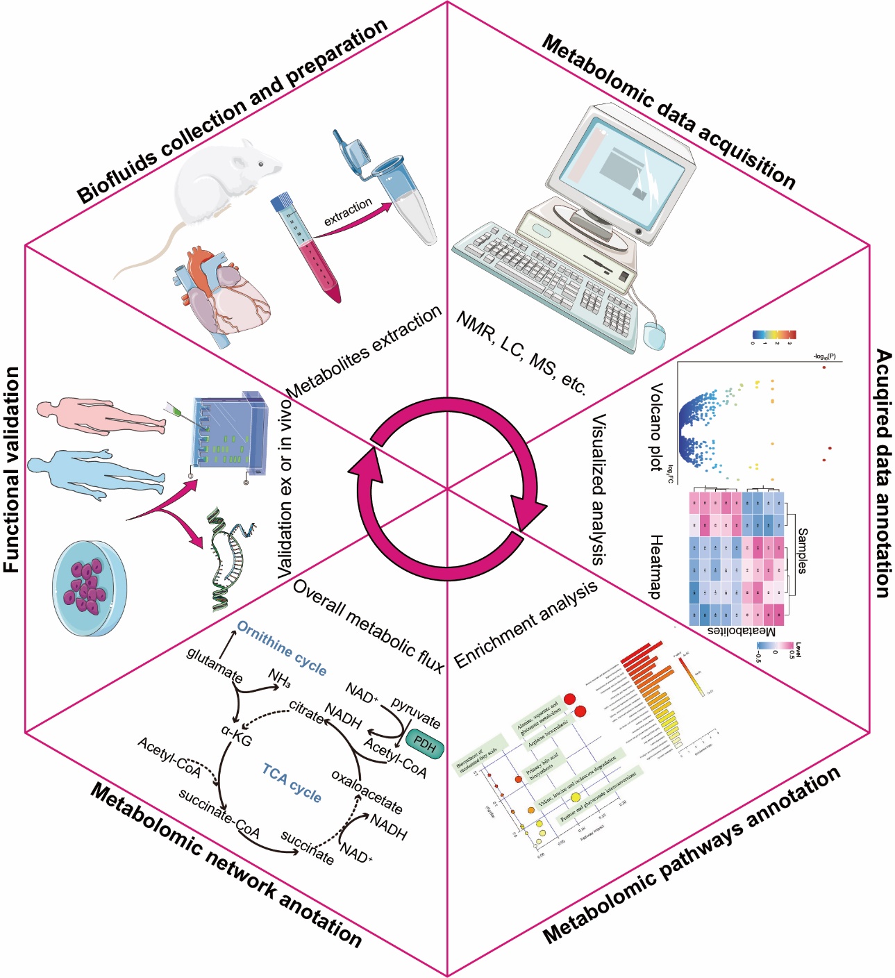 Crosstalk among Reactive Oxygen Species, Autophagy and Metabolism in  Myocardial Ischemia and Reperfusion Stages