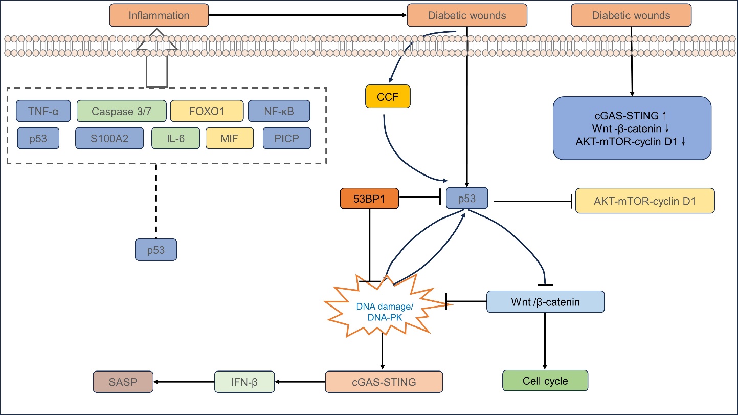 The Role of p53 in Regulating Chronic Inflammation and PANoptosis 