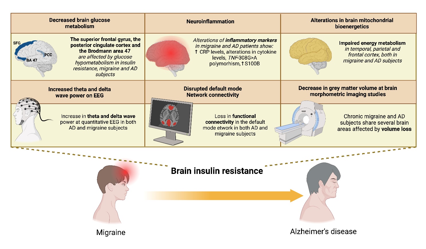 Mind the Metabolic Gap Bridging Migraine and Alzheimer's disease ...