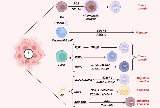 Crosstalk between Circadian Rhythm Dysregulation and Tumorigenesis  