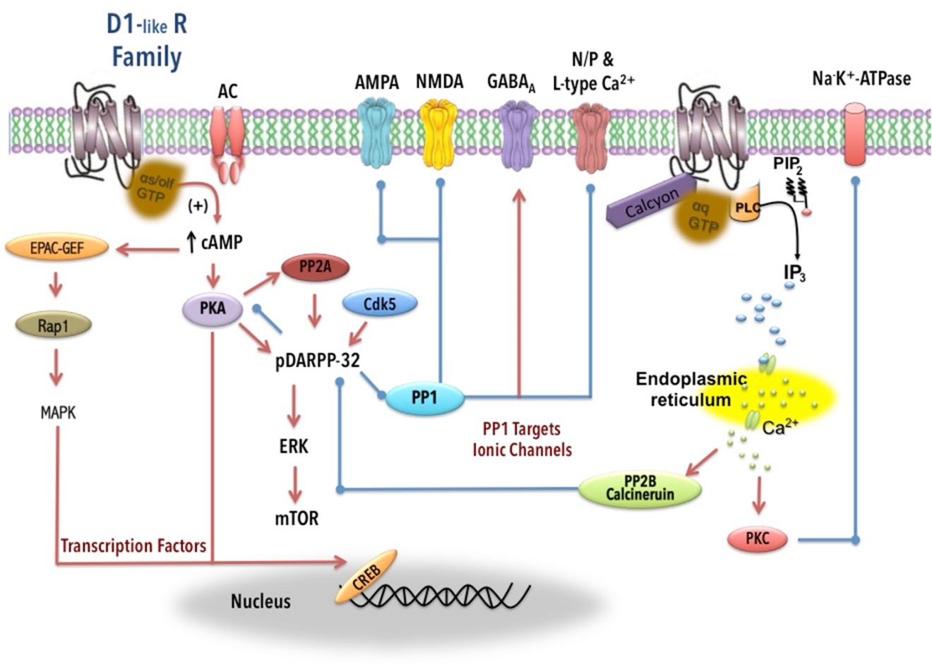 D рецепторы. D2 receptor signalling. Допамин рецепторы. Dopamine receptor structure. Сигналинг витамина d.