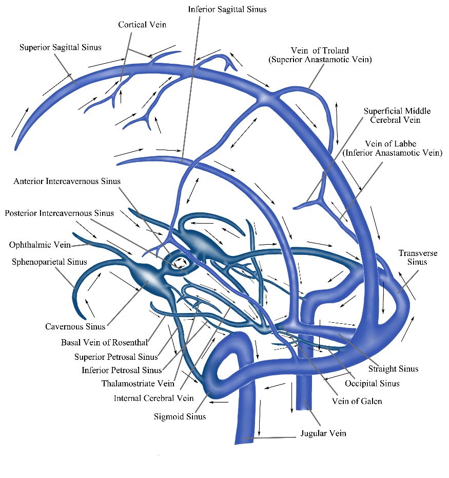 Pathogeneses and Imaging Features of Cerebral White Matter Lesions of ...