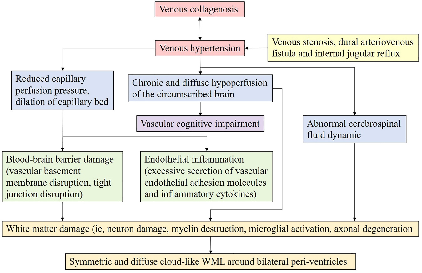 Pathogeneses and Imaging Features of Cerebral White Matter Lesions of ...